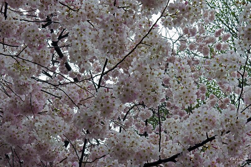 20080403_133328 D300 P.jpg - Cherry Blossoms